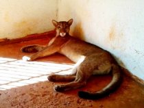 Warnung vor einem Puma