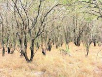 Tannine, ein Schlüssel in der Geschichte für die Entwicklung im Chaco