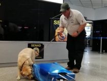 Mit Kokain auf dem Weg in die Schweiz