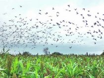 Hohe Gebühren und Bürokratie entmutigen den Tourismus bei der Taubenjagd