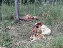 Während der Totenwache zwei Rinder geschlachtet