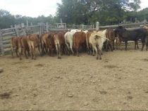 Rinder auf einer Estancia im Chaco gestohlen