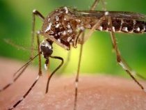 Aedes sticht meistens morgens und nachmittags