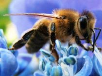 Bienen, die Wächter des globalen Ökosystems, sind in Gefahr