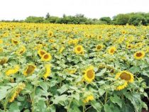 Der Markt ist der “Schuldige“, dass Sonnenblumen verschwinden