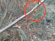 Paraguay: Mögliche Spuren von Willi Wabnegg gefunden