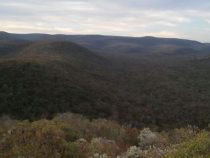 Paraguay: Der Cerro León