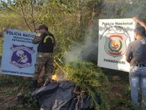 Auch im Departement Paraguarí wird Marihuana angebaut