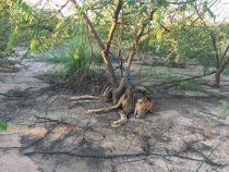 Angebundener Hund verendet qualvoll