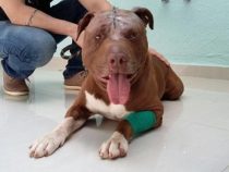 Urteil gegenüber einem Mann gefällt, der einen Pitbull fast tötete