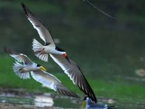 Zugvögel könnten aus Paraguay verschwinden
