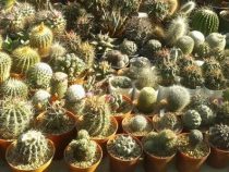 Entwaldung bedroht Kakteen in Paraguay