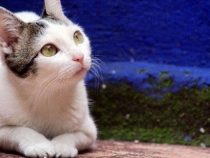 Grausamer Fund: Tierschutzbehörde ermittelt nach Tod einer Katze auf Rathausgelände