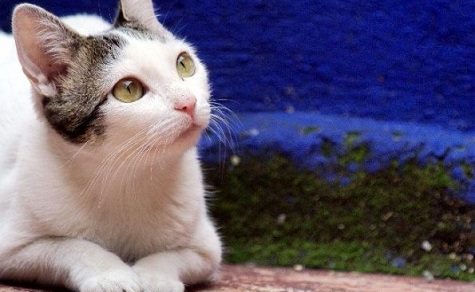 Grausamer Fund: Tierschutzbehörde ermittelt nach Tod einer Katze auf Rathausgelände