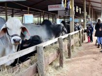 Millionen von Liter Milch gingen verloren