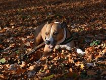 Pitbull greift zum zweiten Mal an