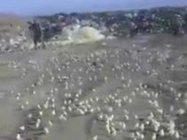 Was passiert mit beschlagnahmten Eiern in Paraguay?