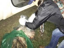Chaco: Wilderer in Kontrolle getappt