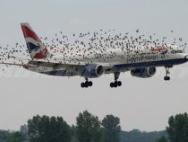Gefahr von Vogelschlag am Flughafen Silvio Pettirossi könnte ansteigen