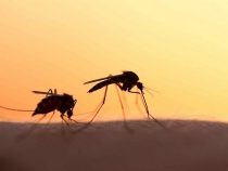 West-Nil-Virus: Es gibt eine Warnung für Paraguay