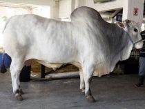 Tierische Schwergewichte