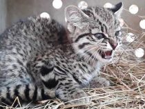 Chaco: Raubkatze von der SEAM konfisziert