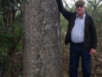 Kolosse der Erde: Palo Santo Baum im Chaco registriert