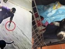 Unbekannter sticht mit Messer Pitbull nieder