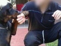 Nach Rottweiler-Angriff ringt ein Mann mit dem Tod