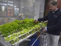 Salat aus dem Wasserbad