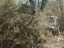 Chaco: Gestohlener Raupenbagger in Estancia entdeckt