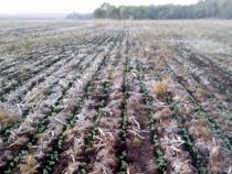 Warnung vor Frost