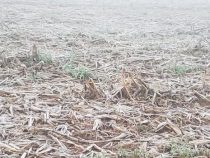 Eisiger Wochenbeginn in Alto Paraná