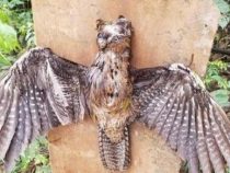 Der gekreuzigte “Geistervogel“