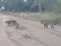 Paraguay: Jaguar-Pärchen im Cerro León gefilmt