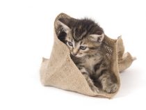 Nun ist die Katze aus dem Sack