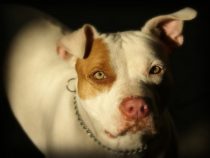 Pitbull beißt Kleinkind tot