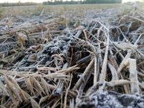Frost könnte die Weizenernte im Süden schädigen
