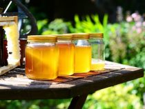 Bienenstock-Umsiedlungen und Klima beflügeln Bienenzucht in Itapúa