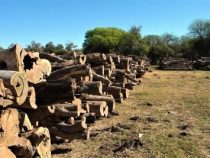 Palo Santo: Die Vermarktung vom grünen Gold aus dem Chaco