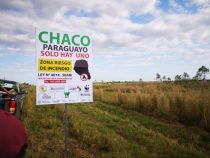 Wildtiere haben Vorrang beim Straßenbau im Chaco