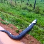 Riesenschlange erschreckt die Bevölkerung