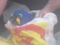 Tier und Schmuggler müssen hinter Gitter