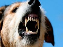 “Ein Hund ist ein Hund und kein Baby“