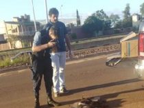 Hund bei lebendigem Leib verbrannt