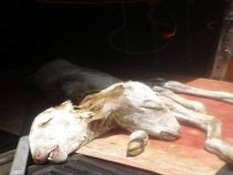 Kalb mit zwei Köpfen geboren