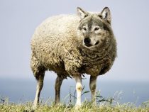 Der Wolf im Schafspelz