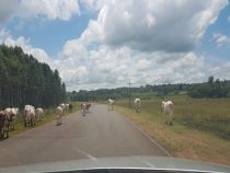 Freilaufende Tiere verursachen weiterhin Todesfälle