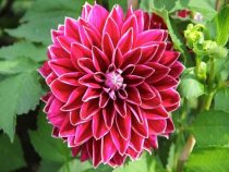 Valentinstag: Blumentag für Liebhaber der etwas anderen Arten