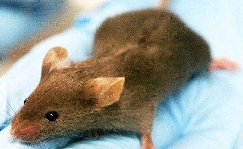 Vom Covid zum Hantavirus: Die neue tödliche Bedrohung, die Paraguay und die Welt beunruhigt